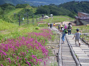 白馬五竜高山植物園で癒されよう