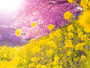 早咲きの桜を見に行こう