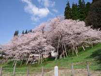 樹齢1100年のエドヒガンザクラ「臥龍桜」。4月下旬~5月上旬が見ごろ! 樹齢1100年のエドヒガンザクラ「臥龍桜」。4月下旬~5月上旬が見ごろ!