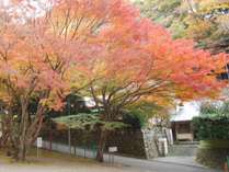 11月下旬、楓の紅葉に包まれます