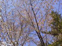 女性露天風呂からの桜 女性露天風呂からの桜