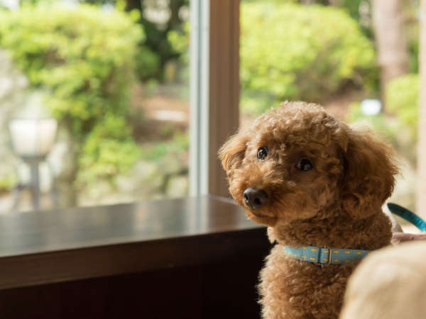 愛犬と過ごす本格旅館　月香