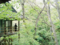 温泉山荘 だいこんの花