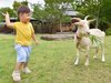 �~�n���ł̓j���g���⃄�M�Ƃ��G�ꍇ���܂���