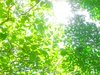 �������Ƃ������������A�R���@�l�G��
