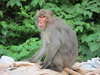 R178号線・経ヶ岬手前で、車中より撮影した、野生の日本猿です。自然豊かな伊根ならではの風景です。