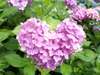 奥伊根温泉敷地内には1000株を超える紫陽花が植栽されています♪