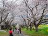 【円応寺】宿から車で５分。地元でも有名な桜鑑賞スポット。桜並木のトンネルは散策の価値あり！