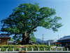 【川古の大楠】国指定の天然記念物で全国で第５位にランクされる巨木。樹齢は3,000年以上。