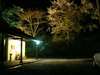 碧水荘入口の夜桜ライトアップ