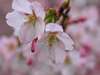 �����炢�����J�̍��@�y�S�����{�z