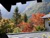 �g�t�̓A���v�X���炶�傶��ɗ��ɉ���Ă��܂��B