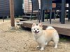 ��MIASA BASE�Q�ƂR��4�̓y�b�g�Ƃ̗��p���\���~�G���Ԃ͉��O�̃e���g��BBQ�R�[�i�[�g�p�s��