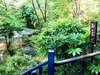 ◆伊豆高原駅から徒歩13分で行ける秘境の森。都会の喧騒を離れて森を歩き、温泉でひとやすみ。