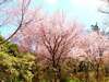 ◆「森のうさぎ棟」奥には「森の園」があり、春には小彼岸桜が咲き乱れます。