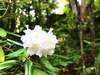◆敷地内のシャクナゲ。花吹雪の森では、その時期その季節ごとに様々な野花が咲き誇ります。
