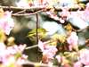 ◆桜の蜜を求めて、メジロやウグイスが訪れます。春の花吹雪は、小鳥たちのさえずりで賑やかです。