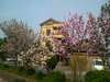 4月には「三宝」を見守ってくれている桜も満開に♪
