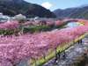 河津桜は例年２月下旬から３月上旬にかけてが見頃。お車で宙SORAから約５０分（イメージ）