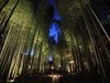 徒歩１分の場所にある「竹林の小径」夜は幻想的なライトアップを鑑賞できる（イメージ）