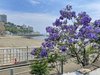 �U���ɂ͂��{�Βn����T���s�[�`�ɂ����āA���b�p�̌`�����������Ȑ��F�̃W���J�����_�̉Ԃ��ӏ܏o���܂�