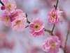 熱海梅園■梅まつり新春は花を愛でる旅へ
