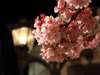 1月中旬から咲き始める【あたみ桜】一足早い夜桜見物もオススメ