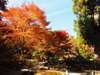 嵐山・宝厳院庭園の紅葉。