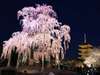 東寺　桜のライトアップ
