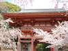 醍醐寺の桜。