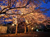 【春】ホテル周辺の夜桜　例年見ごろは4月上旬頃