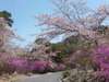 【春】桜と山ツツジ