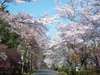 【春】桜並木　例年見ごろは4月上旬頃